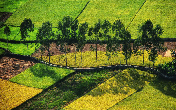 discovering stunning ripening paddy fields of bac son valley hinh 5