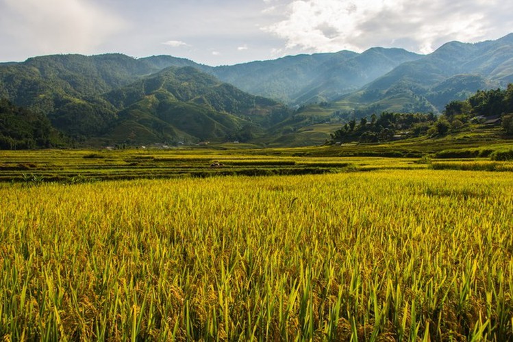 top spots to enjoy ripening rice fields in north-western region hinh 1