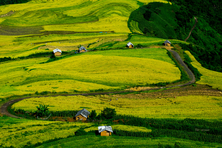 top spots to enjoy ripening rice fields in north-western region hinh 2