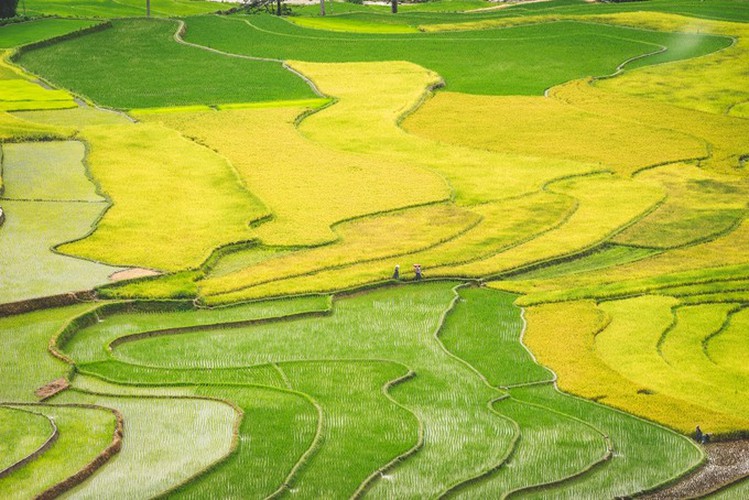 top spots to enjoy ripening rice fields in north-western region hinh 4