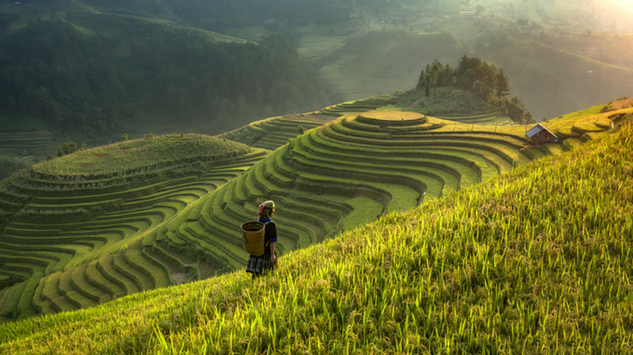 top spots to enjoy ripening rice fields in north-western region hinh 3