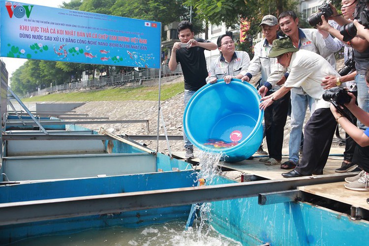 koi fish released into to lich river and west lake to test for clean water hinh 10