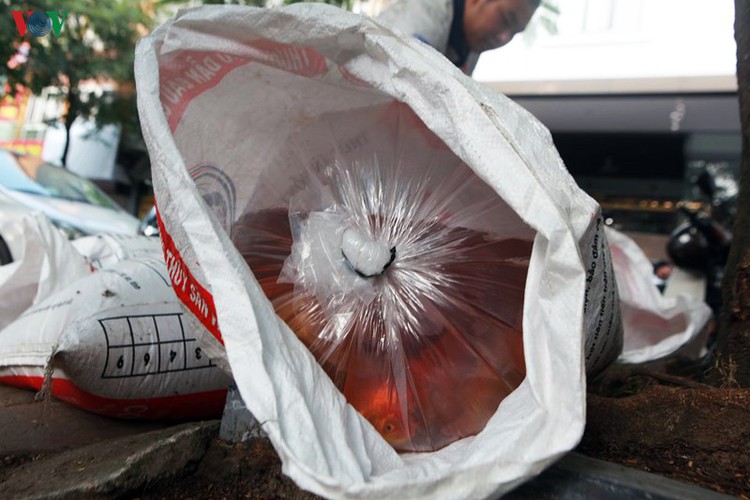 koi fish released into to lich river and west lake to test for clean water hinh 2