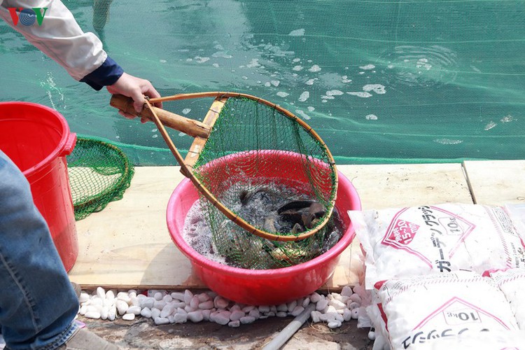 koi fish released into to lich river and west lake to test for clean water hinh 6