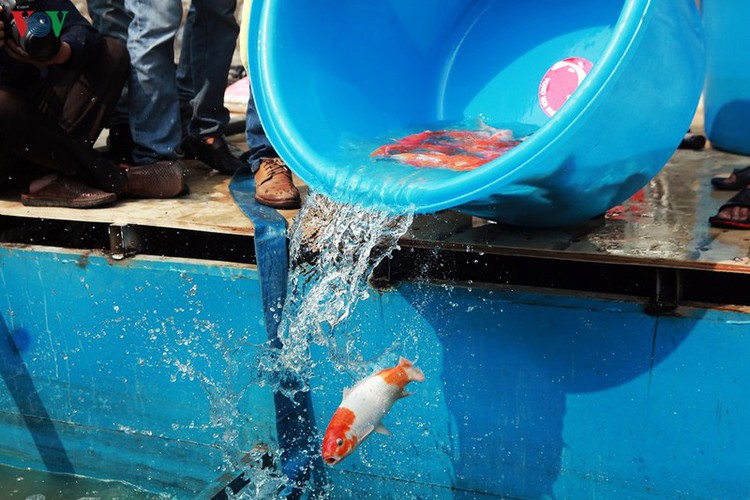 koi fish released into to lich river and west lake to test for clean water hinh 7