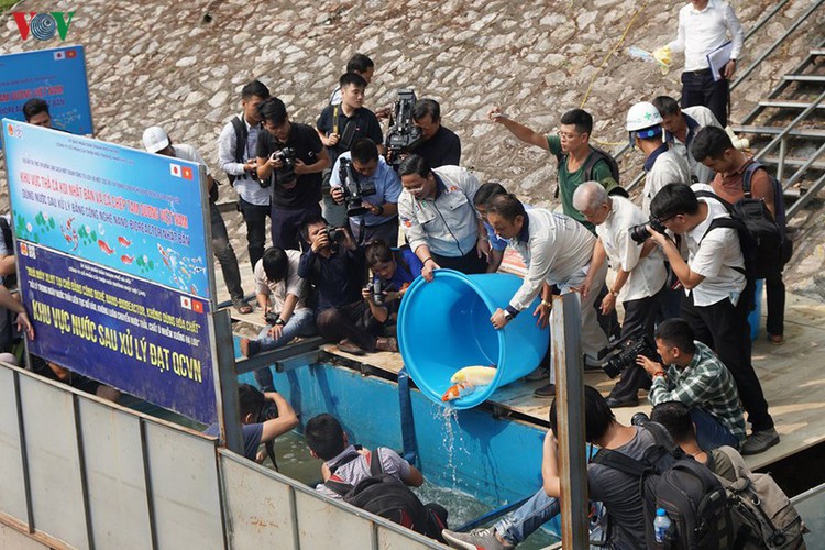 koi fish released into to lich river and west lake to test for clean water hinh 8