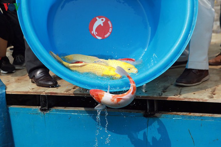 koi fish released into to lich river and west lake to test for clean water hinh 9