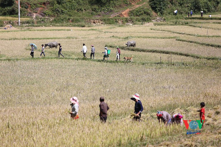 exploring golden paddy fields of yen bai hinh 13