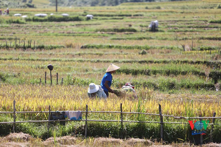 exploring golden paddy fields of yen bai hinh 14