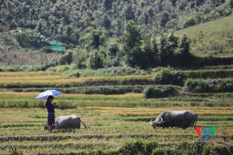 exploring golden paddy fields of yen bai hinh 15