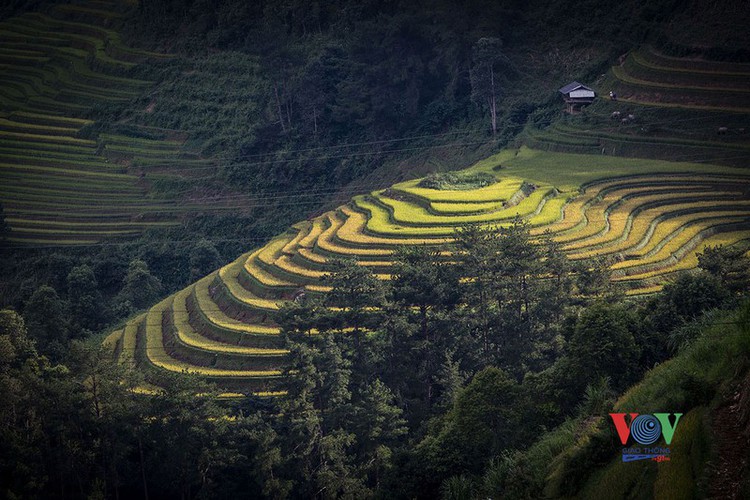 exploring golden paddy fields of yen bai hinh 16