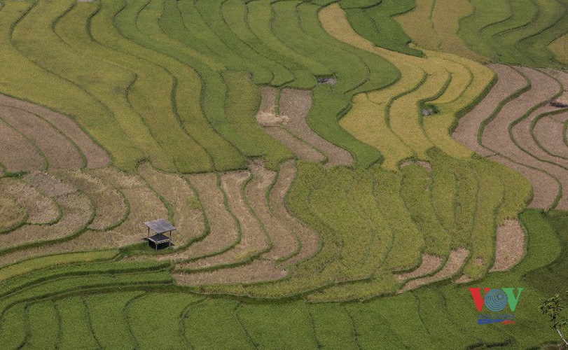 exploring golden paddy fields of yen bai hinh 17