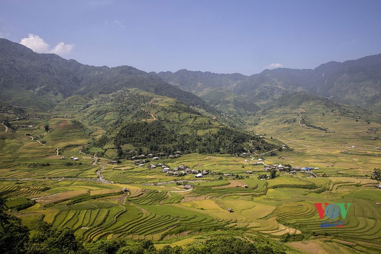 exploring golden paddy fields of yen bai hinh 18