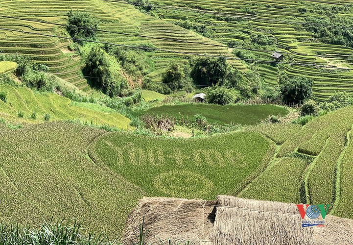 exploring golden paddy fields of yen bai hinh 21