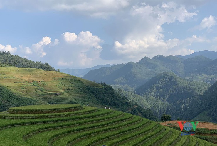 exploring golden paddy fields of yen bai hinh 6