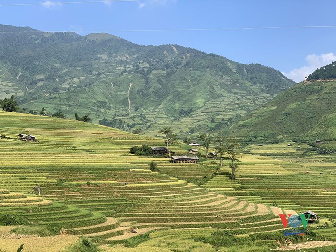 exploring golden paddy fields of yen bai hinh 1