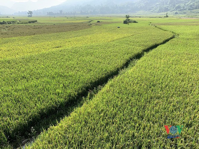 exploring golden paddy fields of yen bai hinh 2