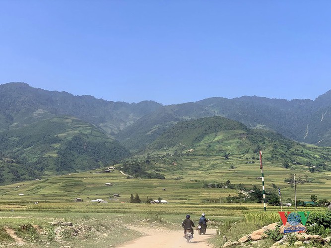 exploring golden paddy fields of yen bai hinh 4