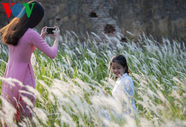 discovering vibrant white grass check-in points of hue city hinh 1