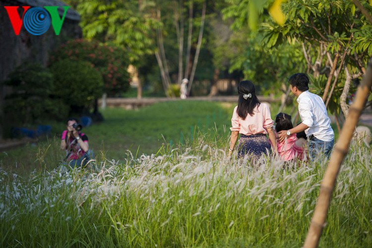 discovering vibrant white grass check-in points of hue city hinh 2