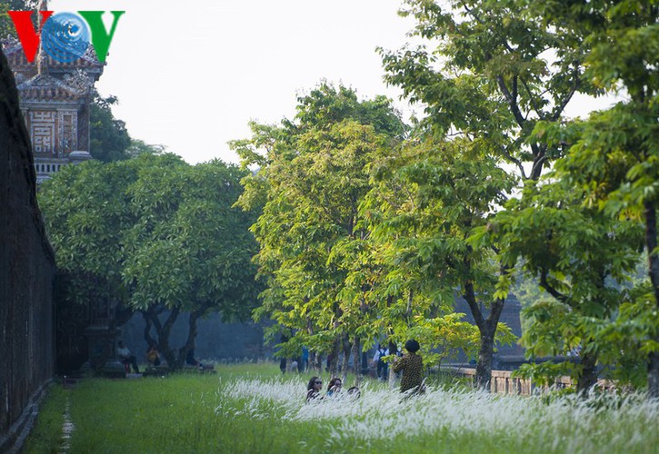 discovering vibrant white grass check-in points of hue city hinh 4