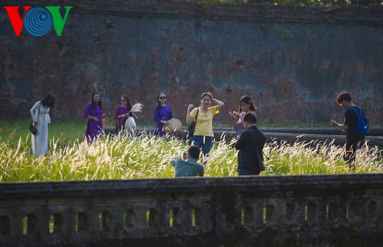 discovering vibrant white grass check-in points of hue city hinh 6