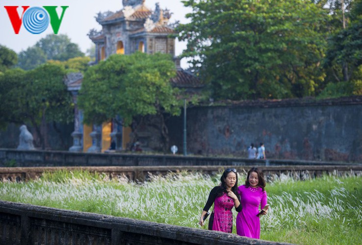 discovering vibrant white grass check-in points of hue city hinh 7