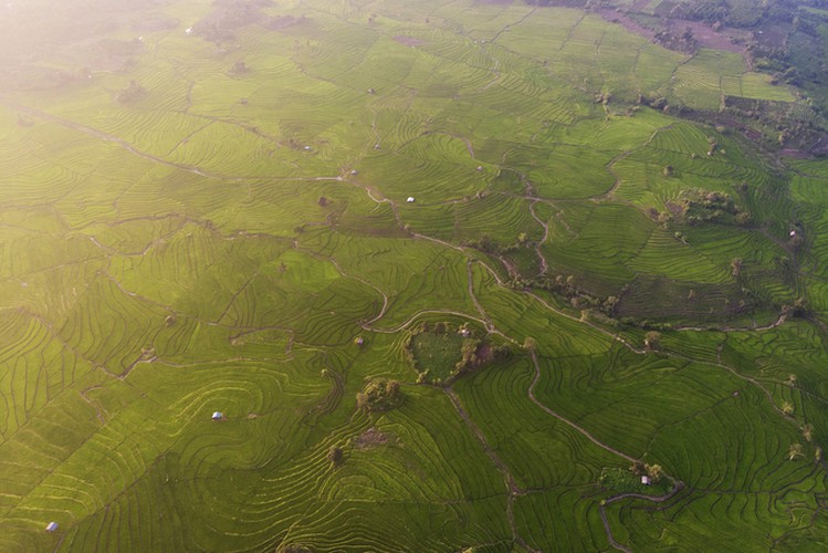 discovering terraced fields of chu se from height hinh 1