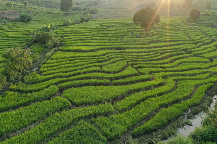 discovering terraced fields of chu se from height hinh 2