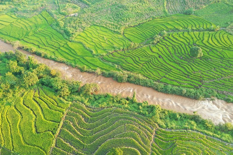 discovering terraced fields of chu se from height hinh 4