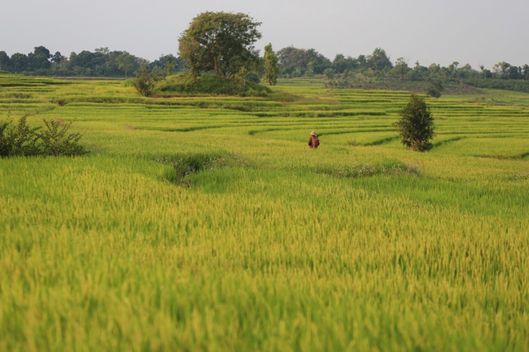 discovering terraced fields of chu se from height hinh 5