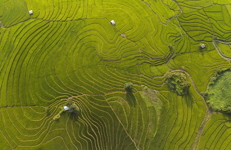 discovering terraced fields of chu se from height hinh 6