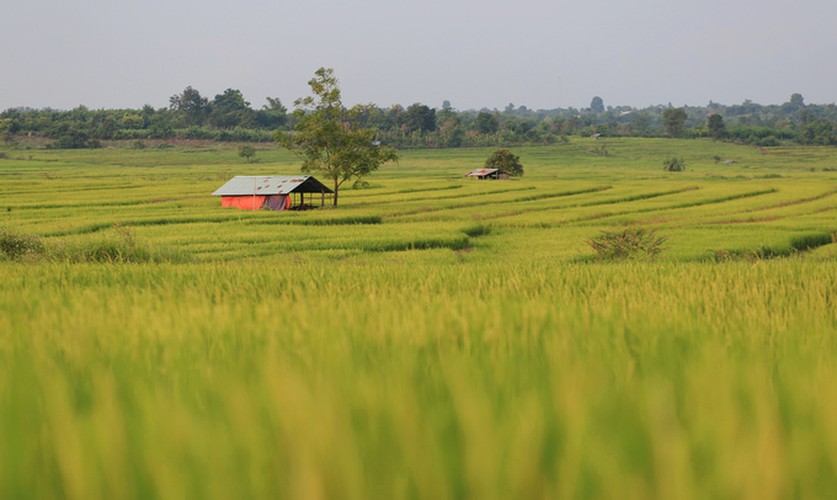 discovering terraced fields of chu se from height hinh 7