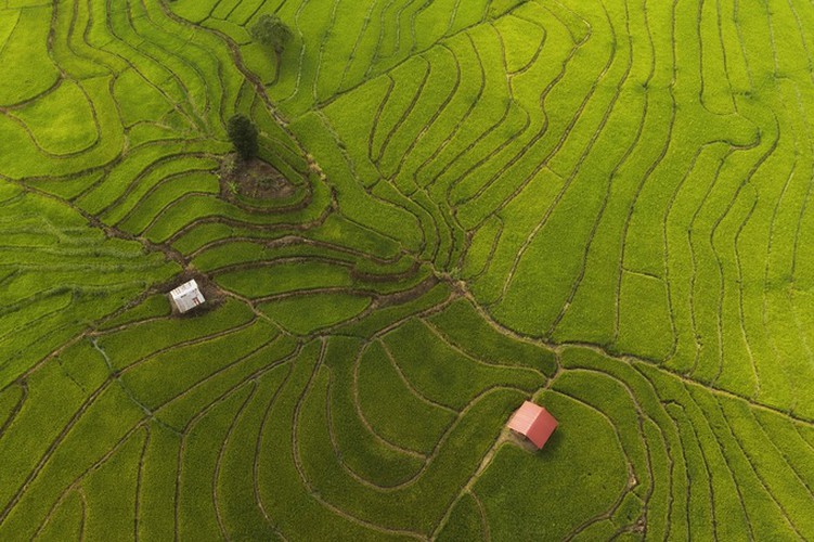 discovering terraced fields of chu se from height hinh 8