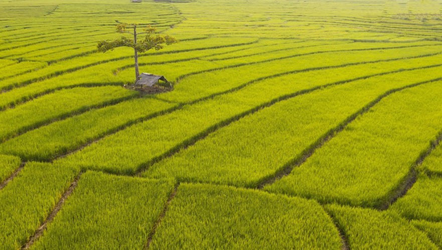 discovering terraced fields of chu se from height hinh 9