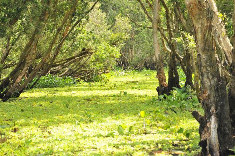tra su indigo forest proves popular attraction among visitors hinh 1