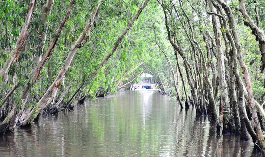 tra su indigo forest proves popular attraction among visitors hinh 2