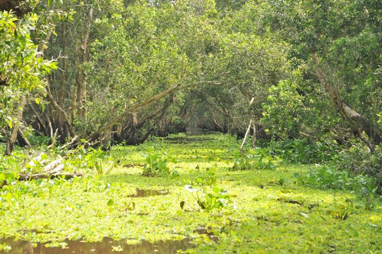 tra su indigo forest proves popular attraction among visitors hinh 6