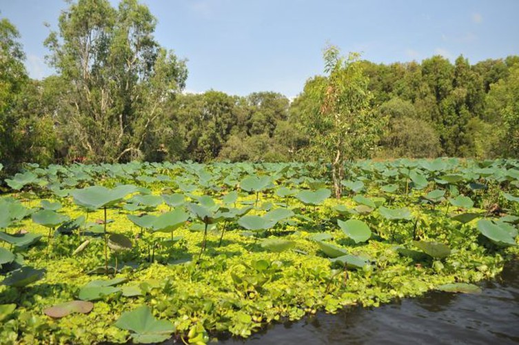 tra su indigo forest proves popular attraction among visitors hinh 7