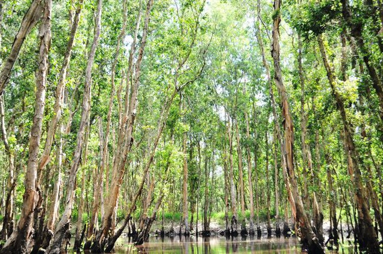 tra su indigo forest proves popular attraction among visitors hinh 8