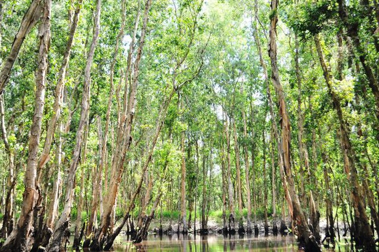 tra su indigo forest proves popular attraction among visitors hinh 8