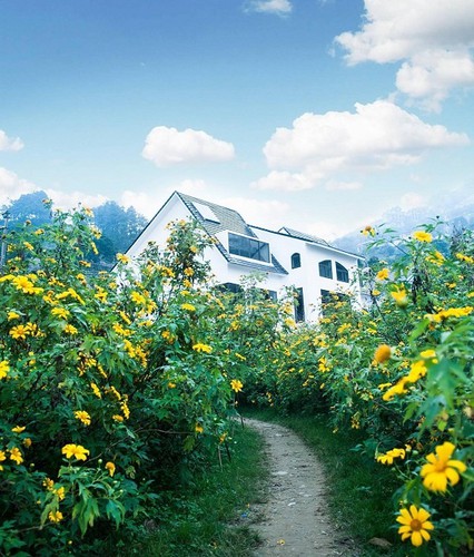 exploring tam dao during wild sunflower season hinh 1