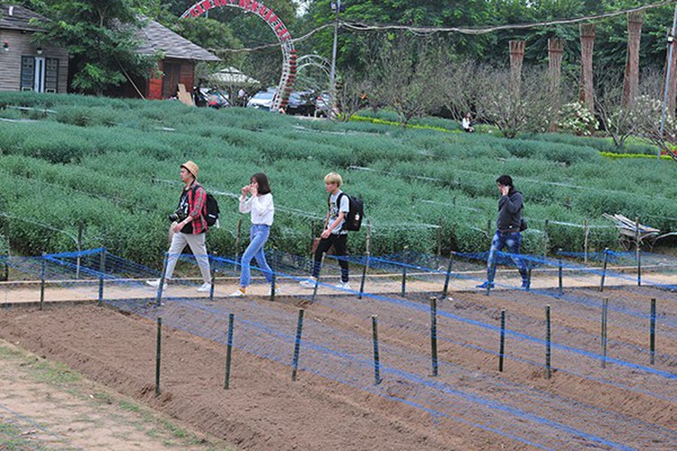 young people flock to witness ox-eye daisy gardens in hanoi hinh 10