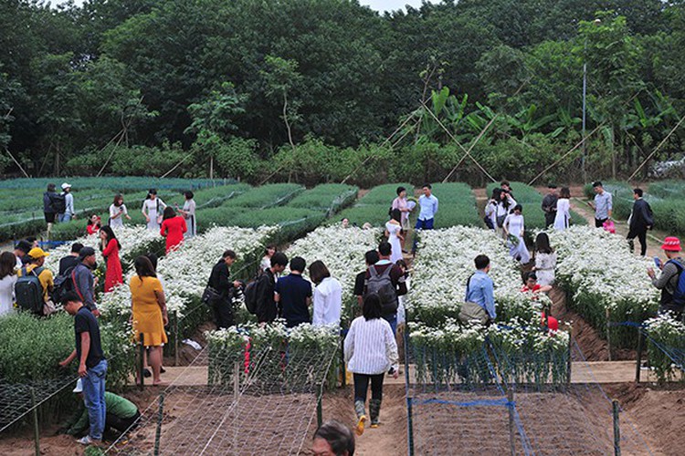 young people flock to witness ox-eye daisy gardens in hanoi hinh 1