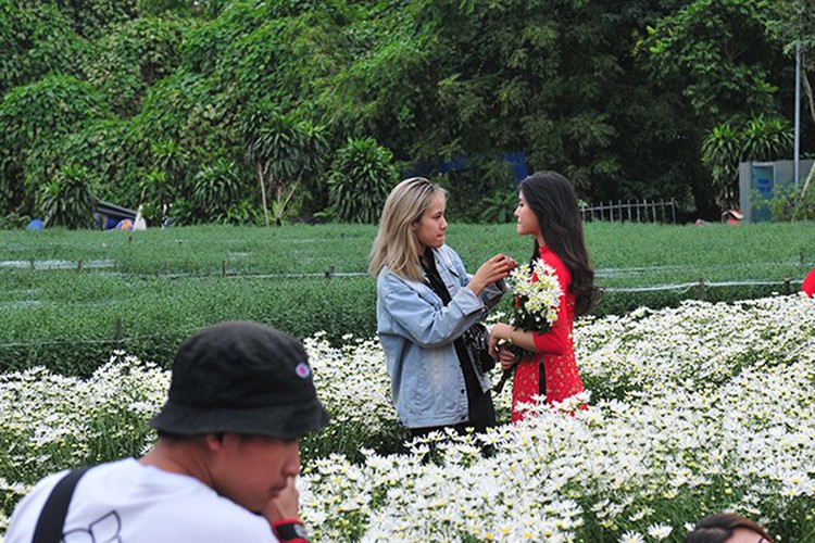 young people flock to witness ox-eye daisy gardens in hanoi hinh 3