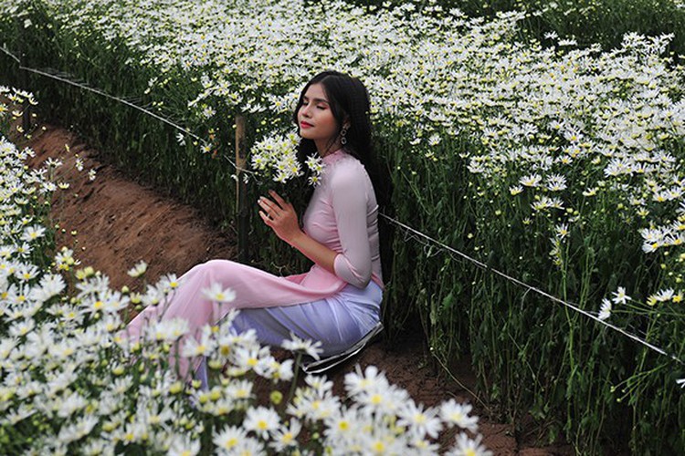 young people flock to witness ox-eye daisy gardens in hanoi hinh 4