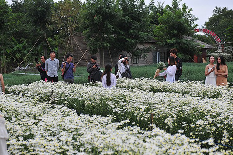 young people flock to witness ox-eye daisy gardens in hanoi hinh 5