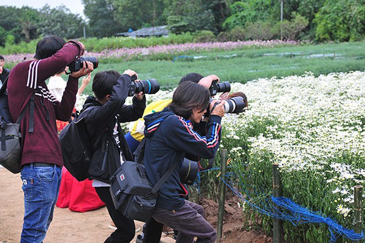 young people flock to witness ox-eye daisy gardens in hanoi hinh 6