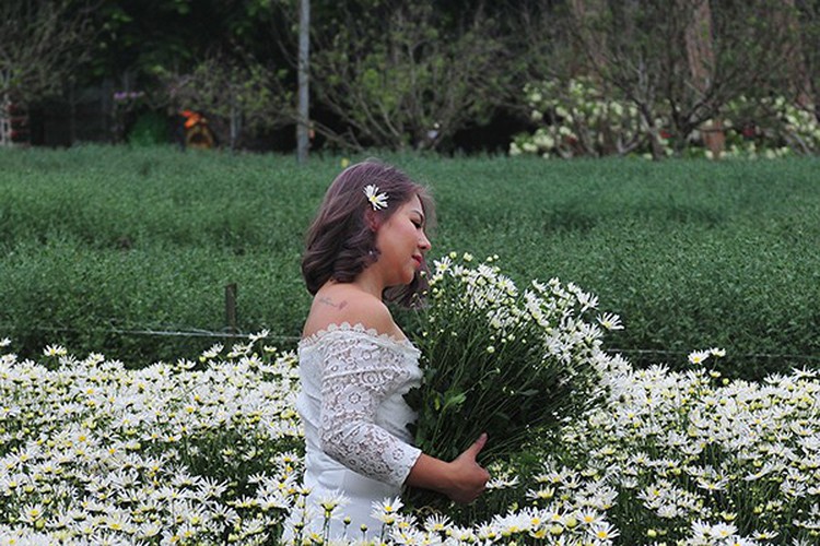 young people flock to witness ox-eye daisy gardens in hanoi hinh 8