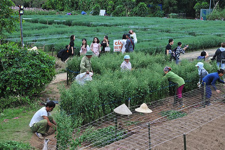 young people flock to witness ox-eye daisy gardens in hanoi hinh 9